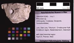 Foto (Objekt + Etiketten) von Pithonoton sp. (NHMW-GEO-1990-0041-0246)